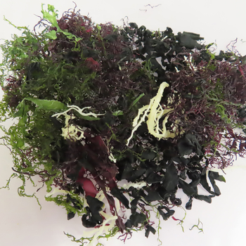 Image Nihon Shokken Mix Seaweed 日本食研海澡 100grams